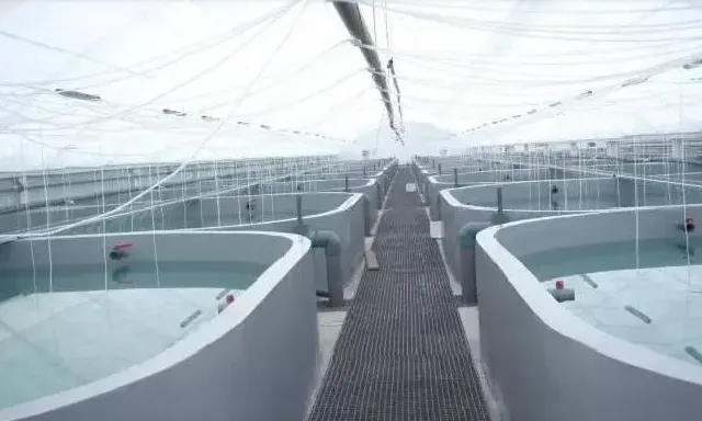 工厂化循环水养殖珍珠龙胆石斑鱼效果显著