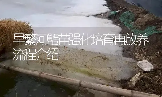 早繁河蟹苗强化培育再放养流程介绍 | 淡水养殖