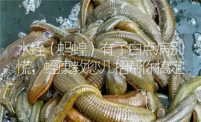 水蛭（蚂蝗）有了白点病别慌，蛭康教您几招帮你搞定 | 特种养殖