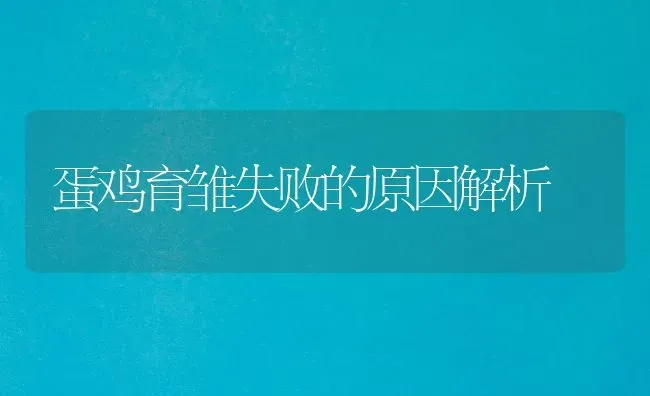 蛋鸡育雏失败的原因解析 | 家禽养殖