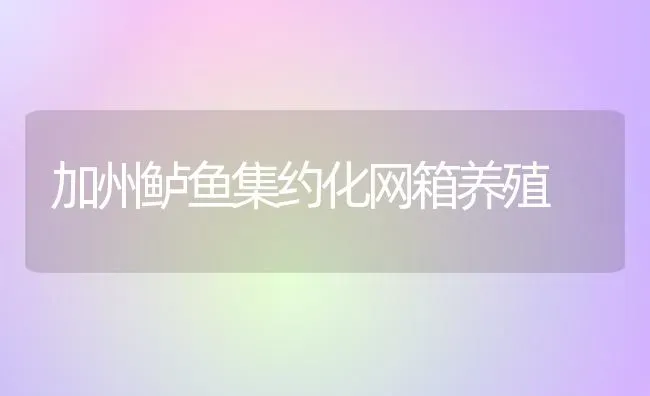 加州鲈鱼集约化网箱养殖 | 淡水养殖