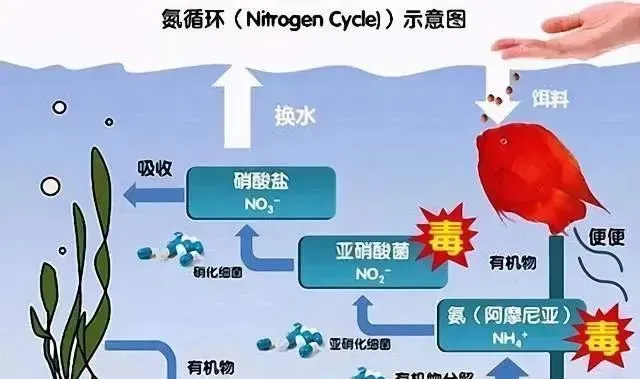 养鱼水体的维护和亚硝酸盐积累及其处理措施