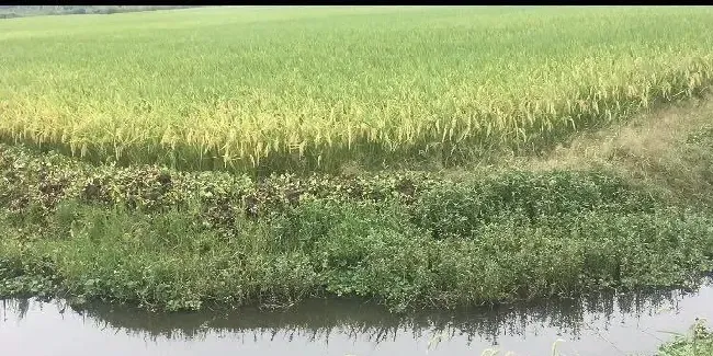 稻虾模式下当前围沟内的生态维护与小龙虾生理平衡