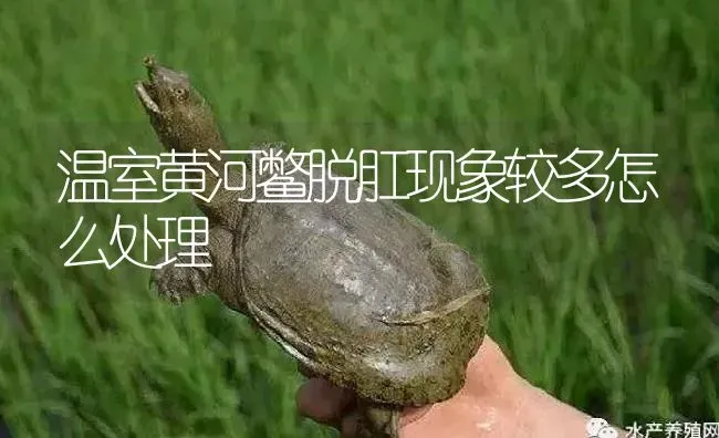 温室黄河鳖脱肛现象较多怎么处理 | 淡水养殖