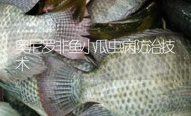 奥尼罗非鱼小瓜虫病防治技术 | 淡水养殖