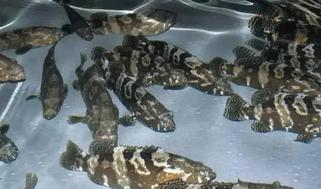 工厂化循环水养殖珍珠龙胆石斑鱼效果显著