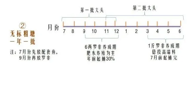 明年的罗非要这样养：反季节一年养一两批