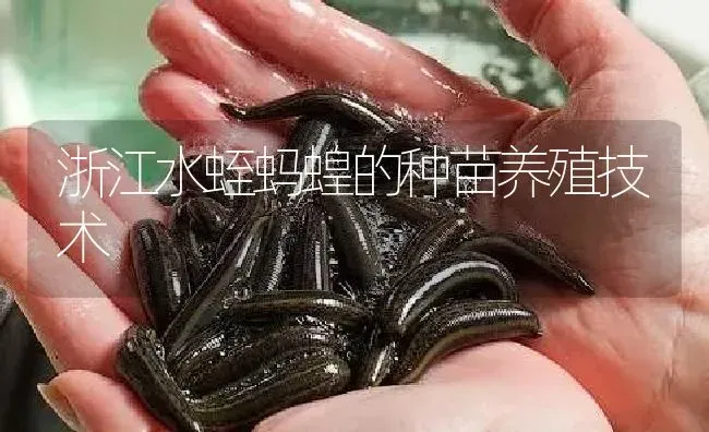 浙江水蛭蚂蝗的种苗养殖技术 | 特种养殖