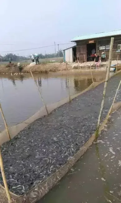 冬春季节泥鳅养殖水霉病的防治建议