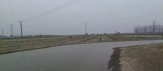 河蟹塘水草种植管理：澳华成蟹养殖技术节选