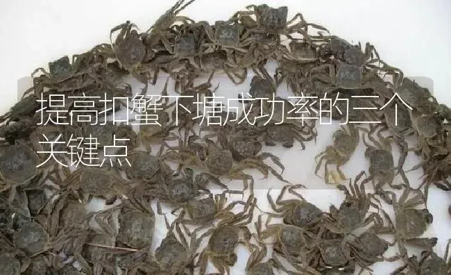 提高扣蟹下塘成功率的三个关键点 | 淡水养殖