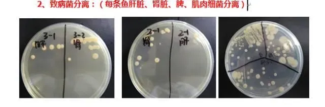 四五月份鮰鱼出现全国性发病，为什么唯独胡场鮰鱼安好！