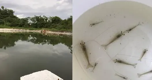 连续阴雨天对虾塘出现偷死情况分析及处理建议