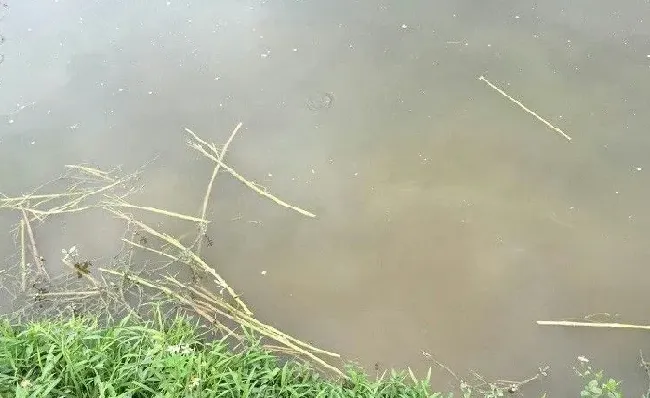 下雨降温后底热缺氧导致土鲮鱼靠边的处理方法