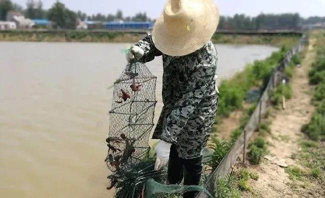 小龙虾进地笼容易死亡的原因及对策分析