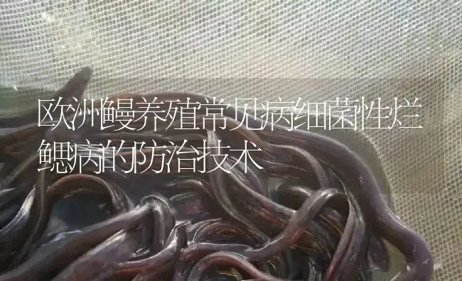 欧洲鳗养殖常见病细菌性烂鳃病的防治技术 | 淡水养殖