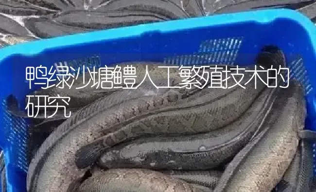 鸭绿沙塘鳢人工繁殖技术的研究 | 淡水养殖