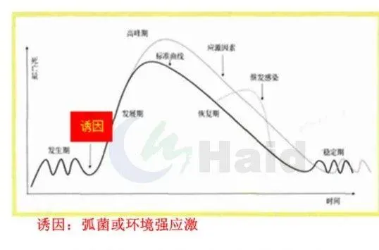 南美白对虾价格持续高涨！棚尾虾病害防控，一定要做到位！