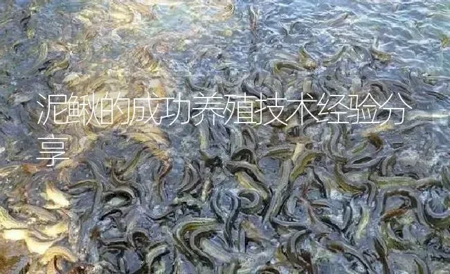 泥鳅的成功养殖技术经验分享 | 淡水养殖