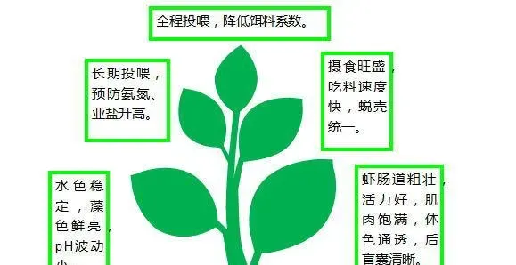 三四月份南美白对虾养殖问题及处理方法