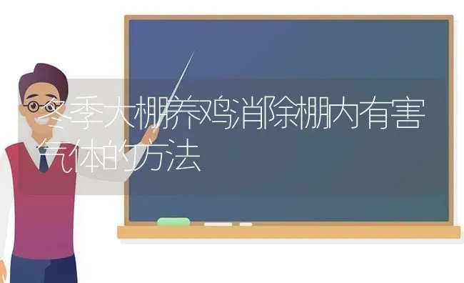 冬季大棚养鸡消除棚内有害气体的方法 | 家禽养殖