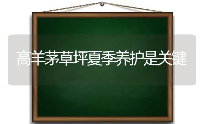 高羊茅草坪夏季养护是关键 | 家畜养殖