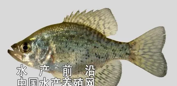 太阳鱼(黑莓鲈)实用养殖技术精要