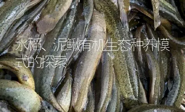 水稻、泥鳅有机生态种养模式的探索 | 淡水养殖