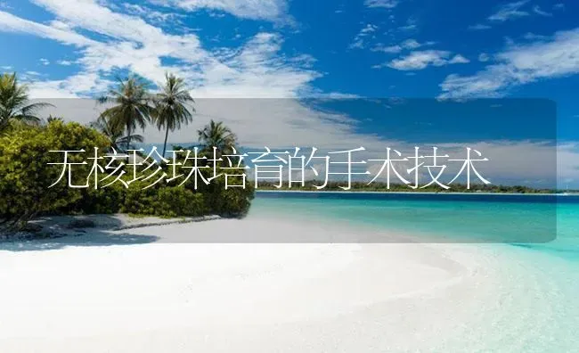 无核珍珠培育的手术技术 | 海水养殖