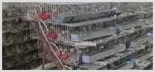 鹌鹑养殖笼摆放注意事项 | 养殖动物技术