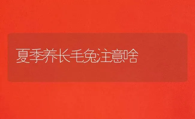 夏季养长毛兔注意啥 | 家畜养殖