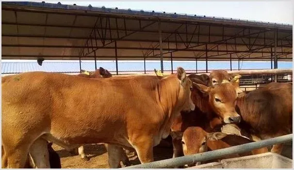 肉牛怎么驱虫？肉牛驱虫注意什么 | 养殖饲料