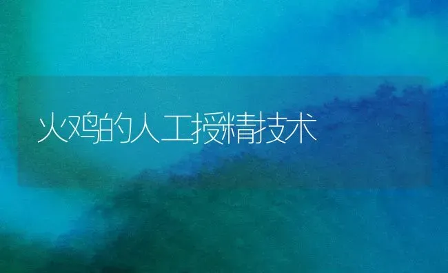 火鸡的人工授精技术 | 家禽养殖