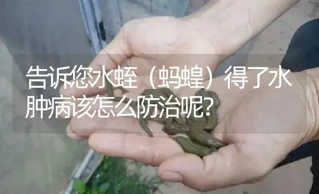 告诉您水蛭（蚂蝗）得了水肿病该怎么防治呢？ | 特种养殖