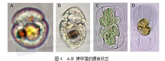 当对虾高位池养殖遇上鞭毛藻