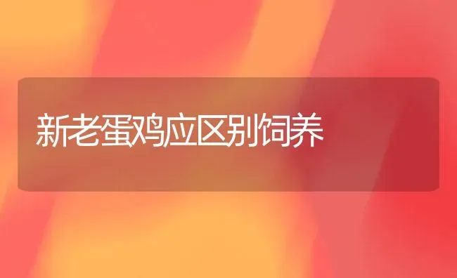 新老蛋鸡应区别饲养 | 家禽养殖