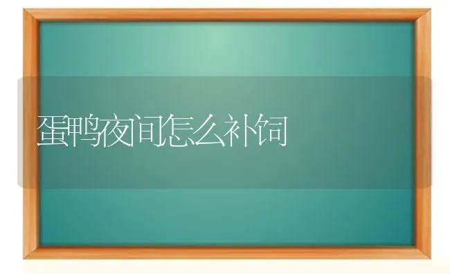 蛋鸭夜间怎么补饲 | 家禽养殖