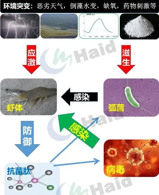 南美白对虾价格持续高涨！棚尾虾病害防控，一定要做到位！