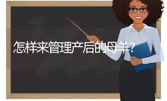 怎样来管理产后的母羊？ | 家畜养殖