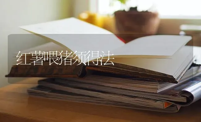 红薯喂猪须得法 | 家畜养殖
