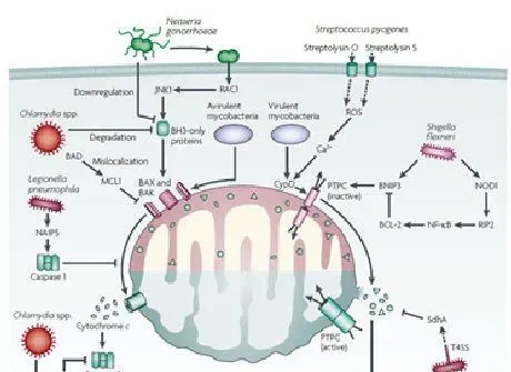 论文解读--致病性细菌与细胞线粒体死亡通路的相互作用