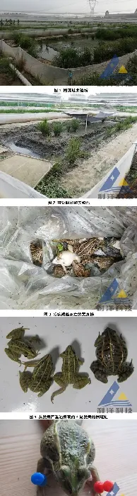 黑斑蛙歪头、“白内障”，分离出脑膜脓毒性黄杆菌