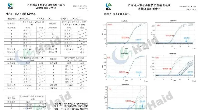 南美白对虾价格持续高涨！棚尾虾病害防控，一定要做到位！