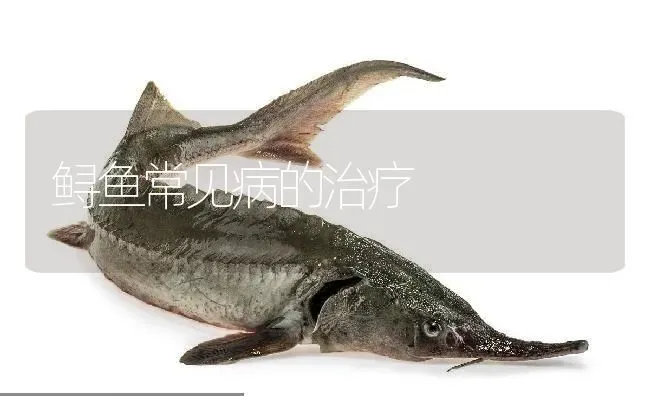 鲟鱼常见病的治疗 | 淡水养殖