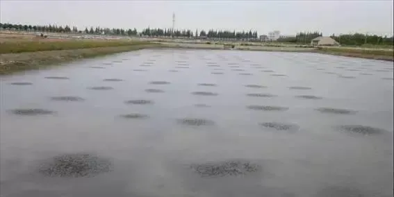 河蟹塘水草种植管理：澳华成蟹养殖技术节选