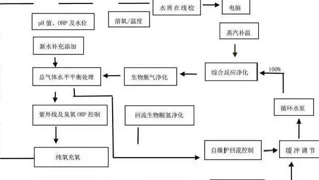 工厂化循环水养殖珍珠龙胆石斑鱼效果显著