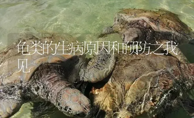 龟类的生病原因和预防之我见 | 淡水养殖