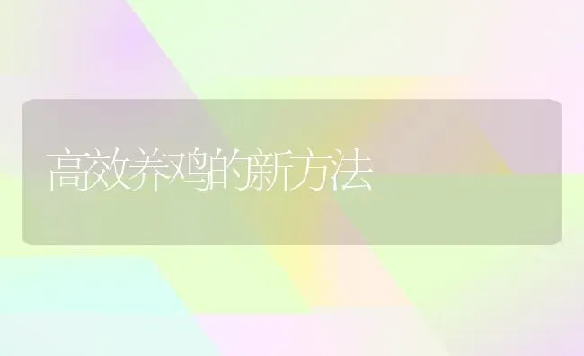 高效养鸡的新方法 | 家禽养殖