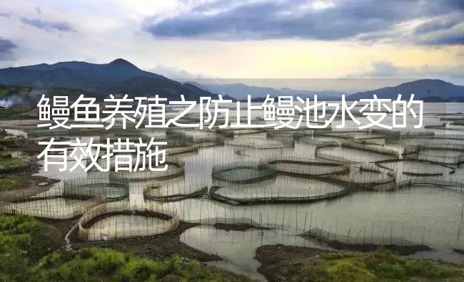鳗鱼养殖之防止鳗池水变的有效措施 | 淡水养殖