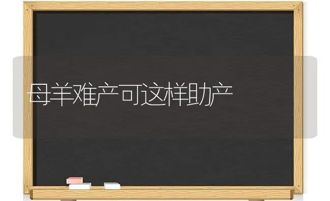 母羊难产可这样助产 | 家畜养殖